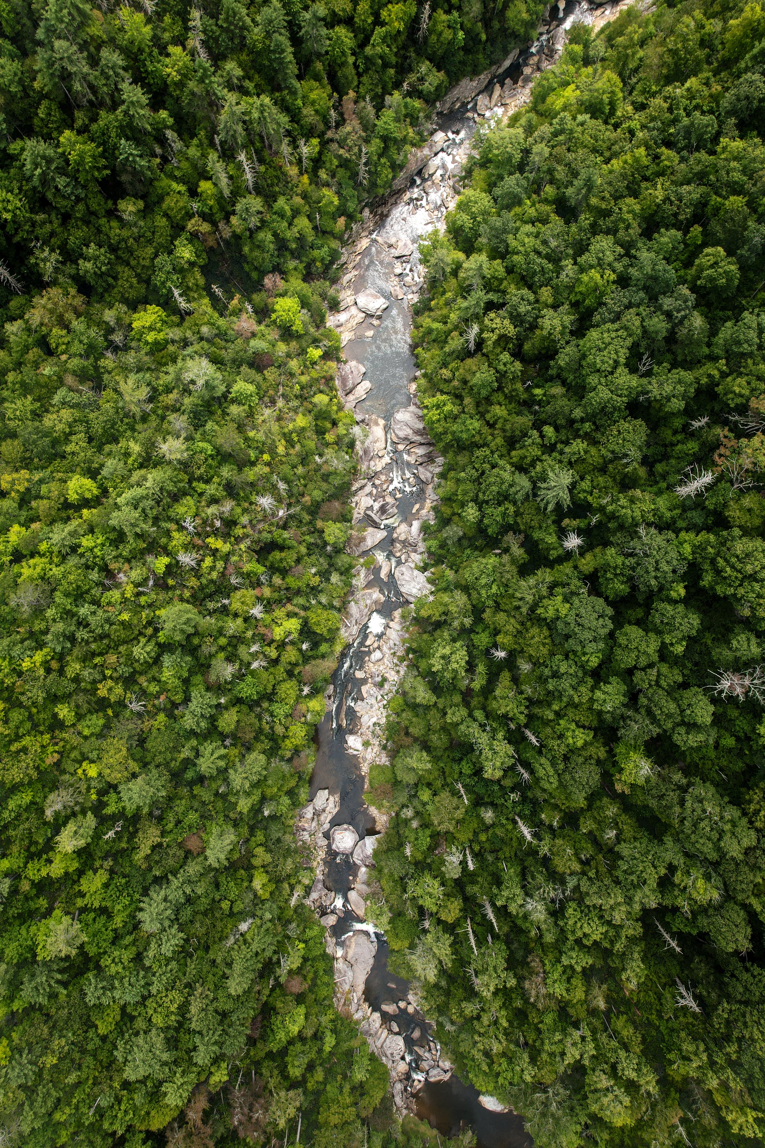 linville gorge wilderness area pisgah national forest north carolina